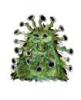 schimmel pilz